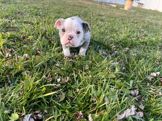 Olde English Bulldogge dogs Sprite - Ad 15