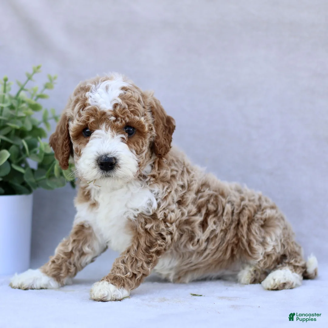 Mini Goldendoodle dogs for sale: Trixie  - Ad 2