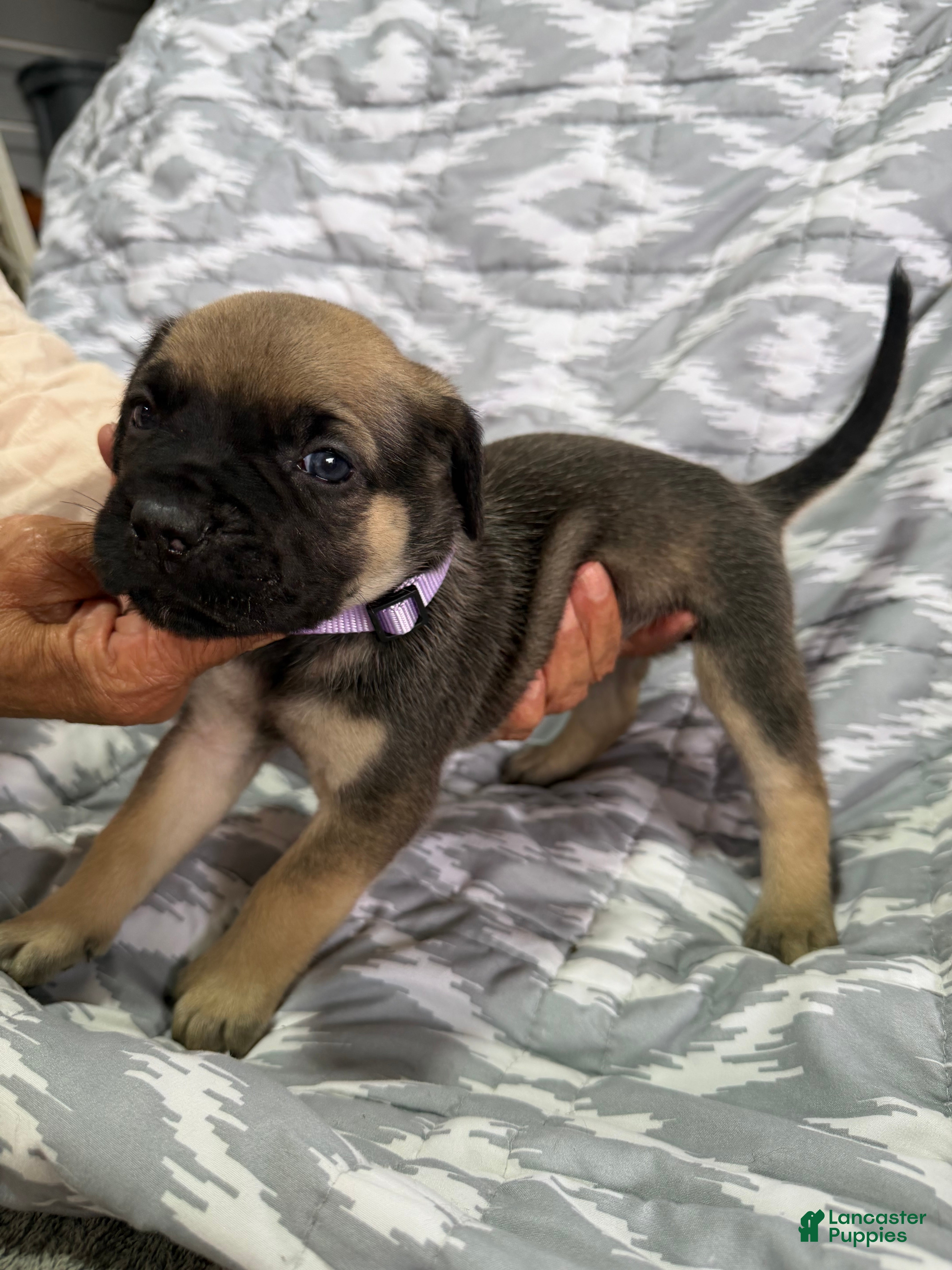 Cane Corso dogs Ella - Ad 2