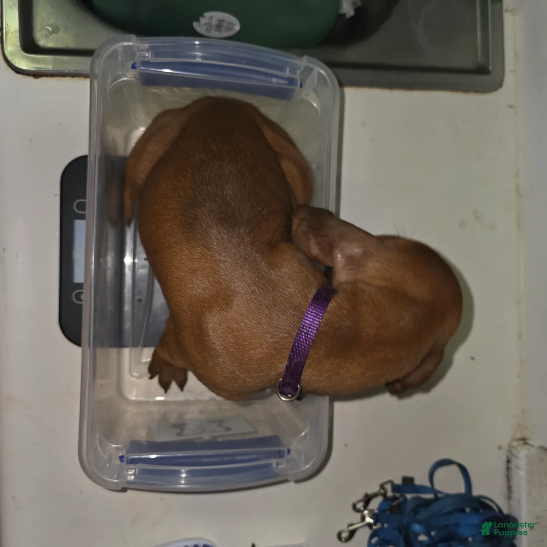 Redbone Coonhound dogs for sale: Redbone Coonhound 4(purple) - Ad 2