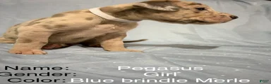Pegasus