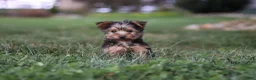 Yorkshire Terrier dogs for sale: Bo - Ad 10