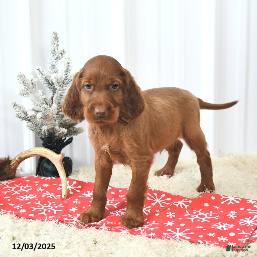 Irish Setter dogs Billy - Ad 4