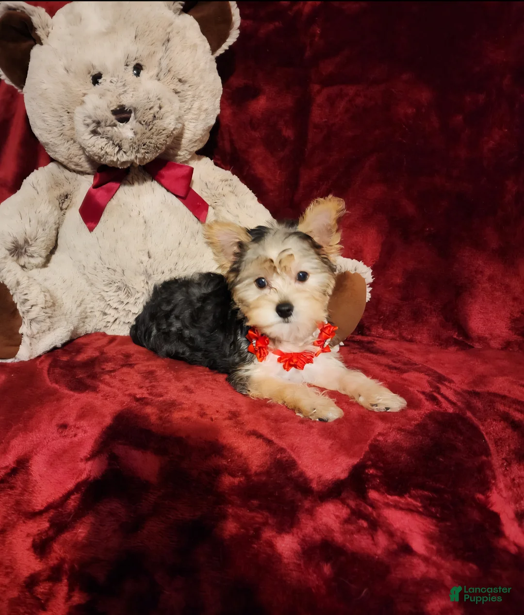 Yorkshire Terrier dogs for sale: POPPY  - Ad 2