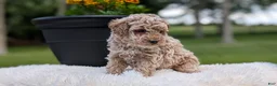 Miniature Poodle dogs for sale: Roscoe - Ad 6
