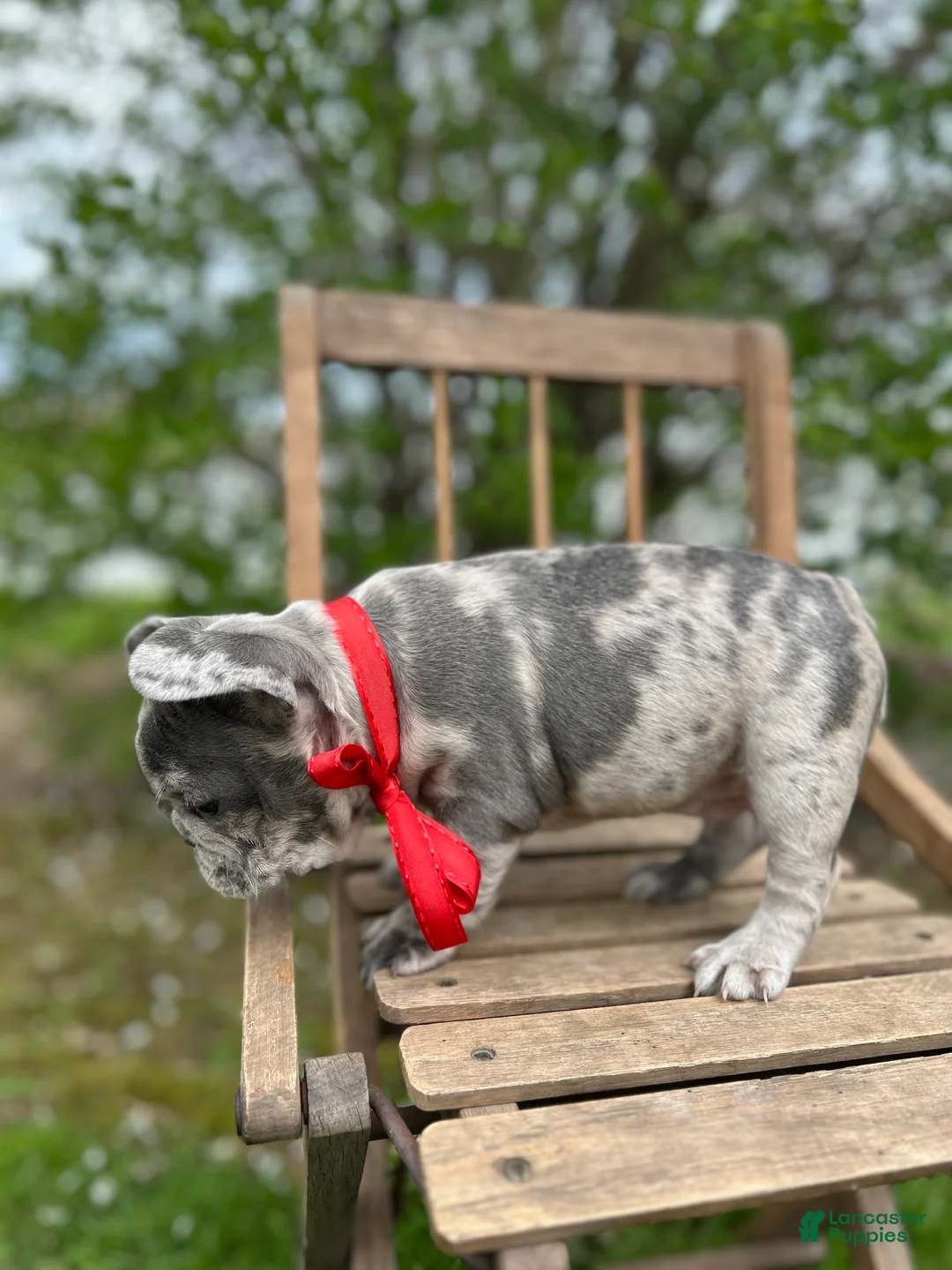 French Bulldog dogs for sale: French Bulldog Puppy 5 - Ad 8