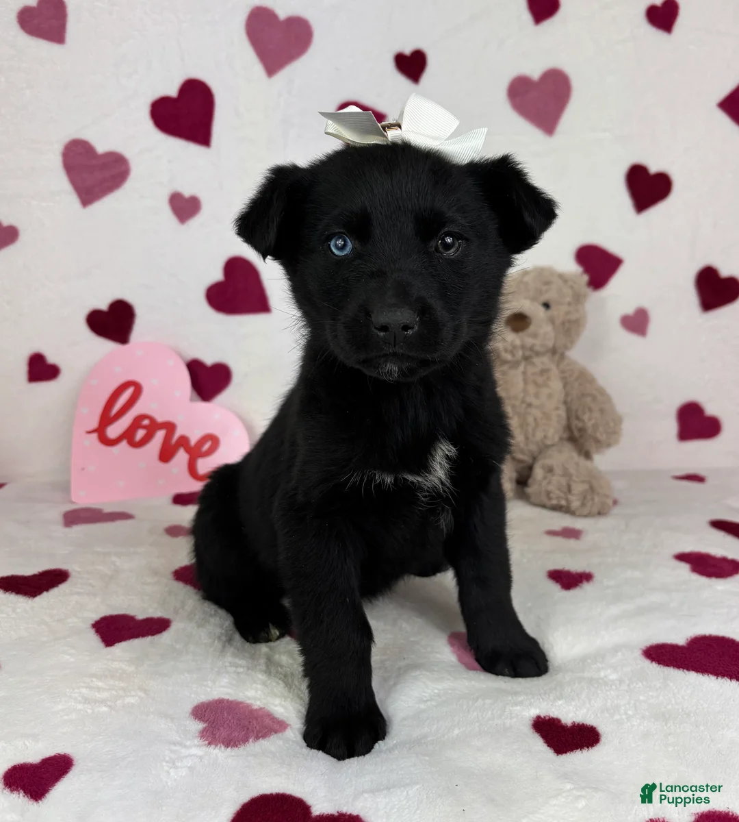 Mixed Breed dogs for sale: Charlotte  - Ad 2