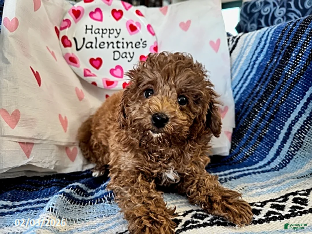 Maltipoo dogs for sale: Tulip - Ad 3