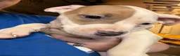 American Bully dogs for sale: American Bully 8 - Ad 1