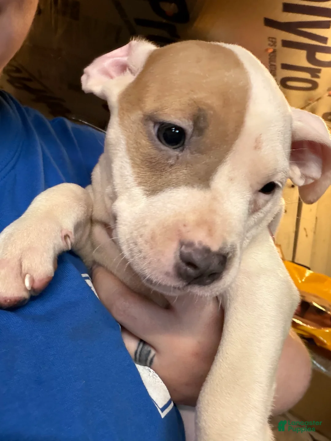 American Bully dogs for sale: American Bully 8 - Ad 1