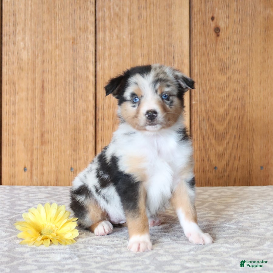 Miniature Australian Shepherd dogs Daisy - Ad 1