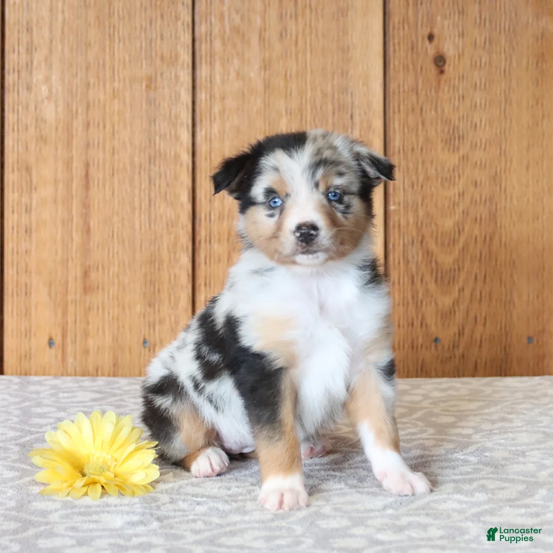 Miniature Australian Shepherd dogs for sale: Daisy - Ad 1