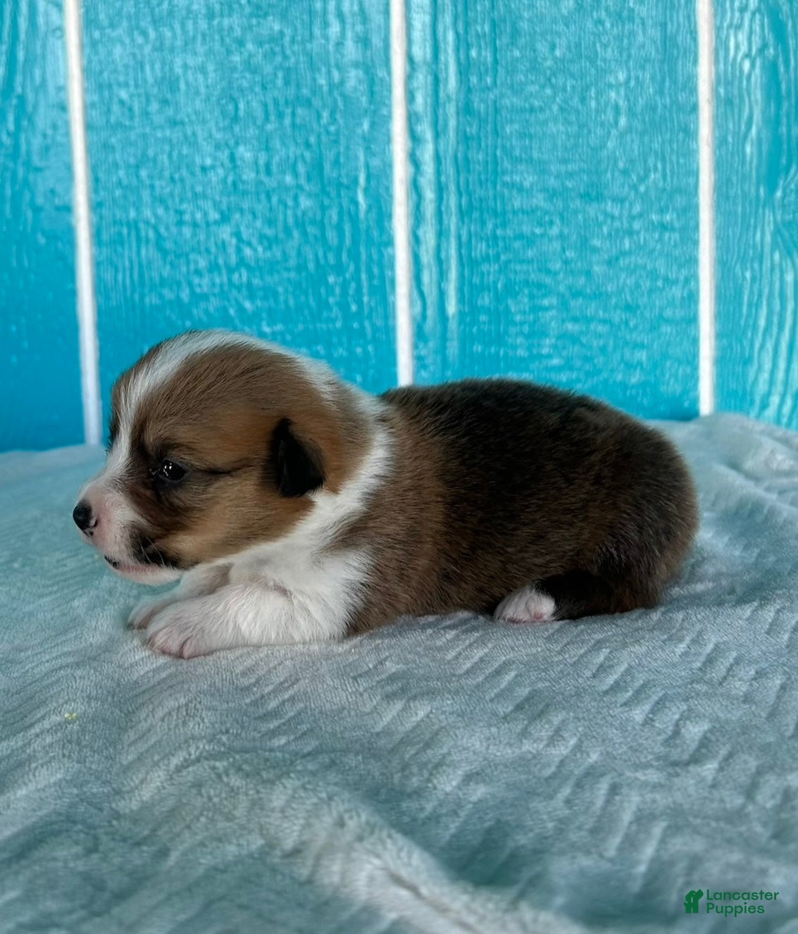 Welsh Corgi Pembroke dogs Amanda Welsh Corgi Pembroke Puppy  - Ad 2