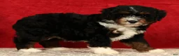 Mini Aussiedoodle dogs for sale: Sandy - Ad 5