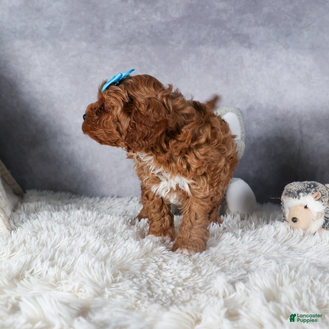 Cavapoo dogs for sale: OLLIE - Ad 6