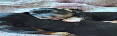 Mixed Breed 4
