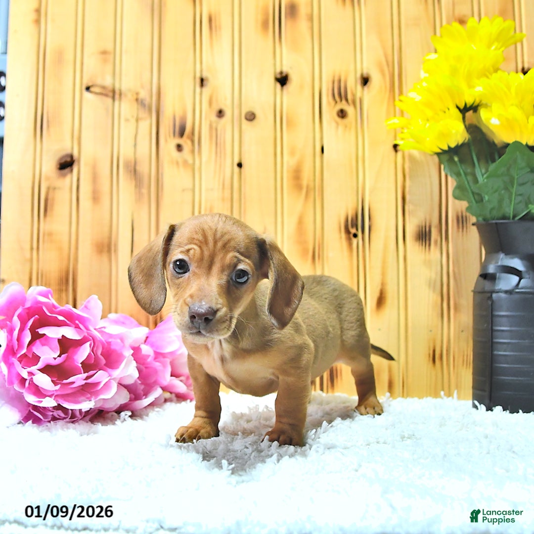 Miniature Dachshund dogs for sale: Stella - Ad 2