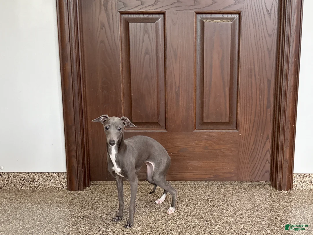 Italian Greyhound dogs for sale: Jenna - Ad 5