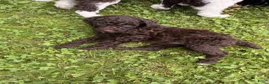Standard Poodle 6