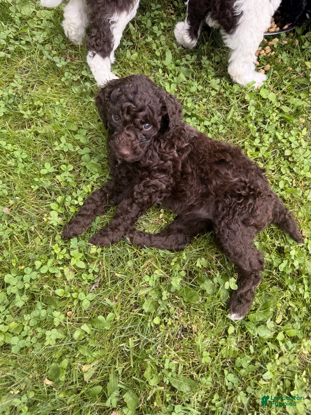 Standard Poodle dogs for sale: Standard Poodle 6 - Ad 1