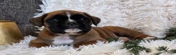 Boxer dogs for sale: Chelsea - Ad 4