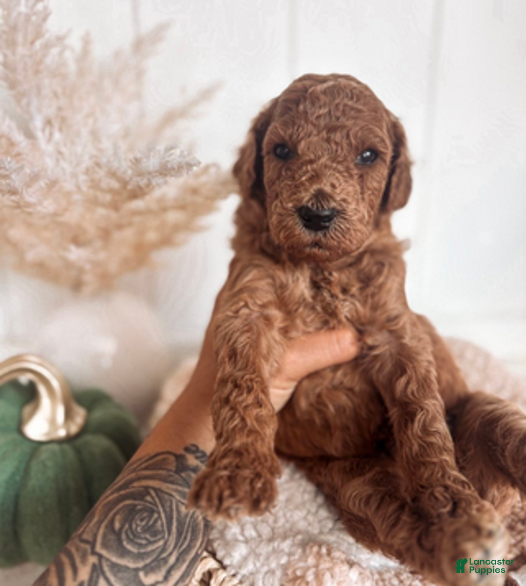 Mini Goldendoodle dogs for sale: Cider - Ad 2