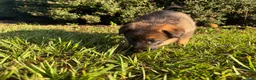 German Shepherd dogs for sale: Daphne - Ad 3