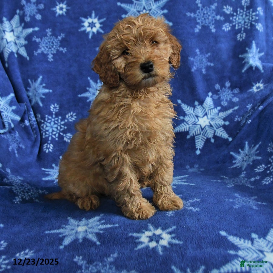 Mini Goldendoodle dogs for sale: Eddie - Ad 4