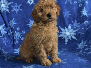 Mini Goldendoodle dogs for sale: Eddie - Ad 4
