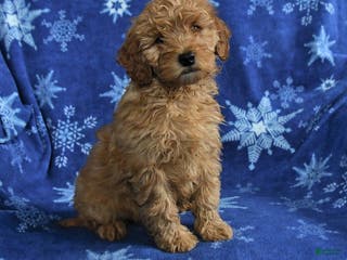 Mini Goldendoodle dogs for sale: Eddie - Ad 4