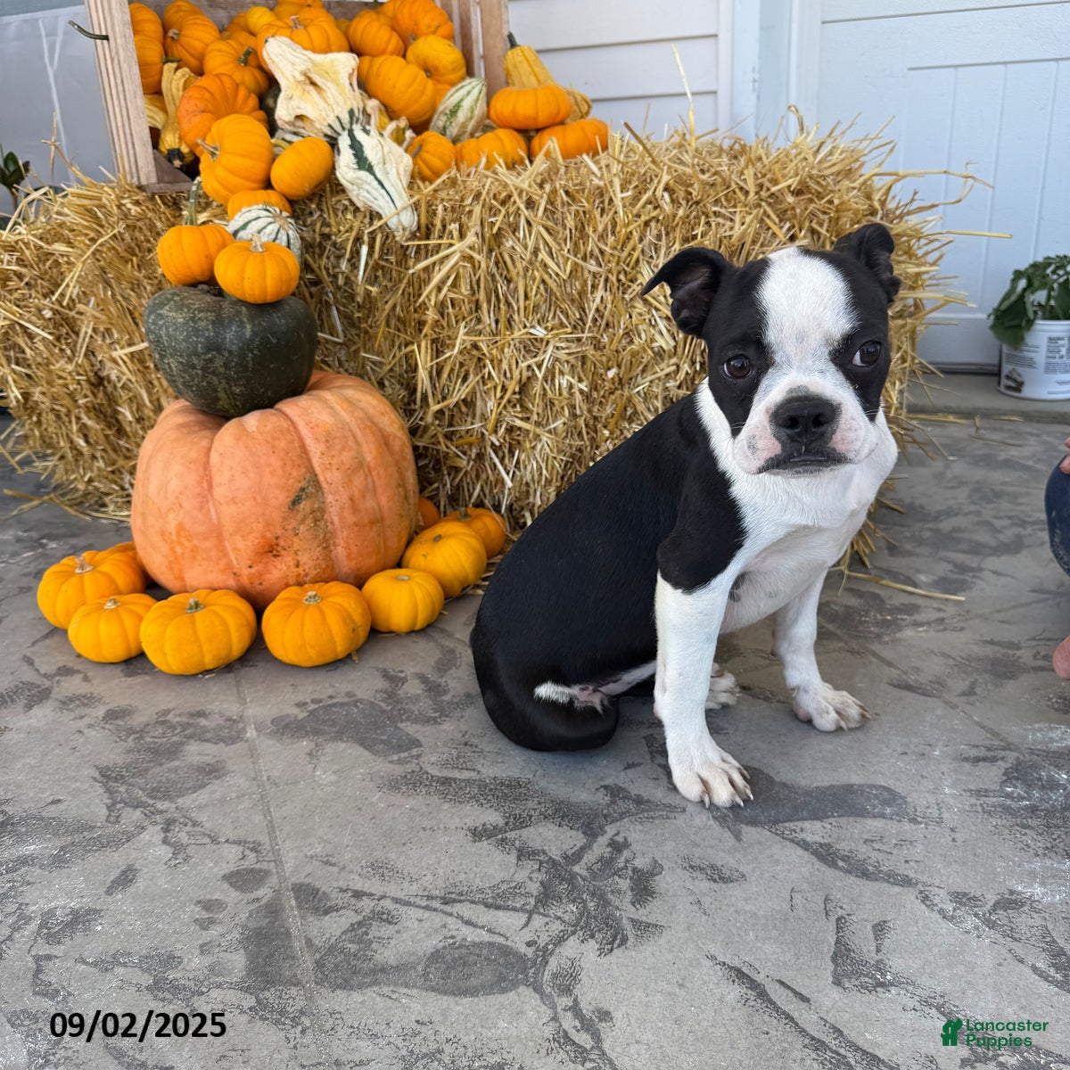 Boston Terrier dogs Brody - Ad 12