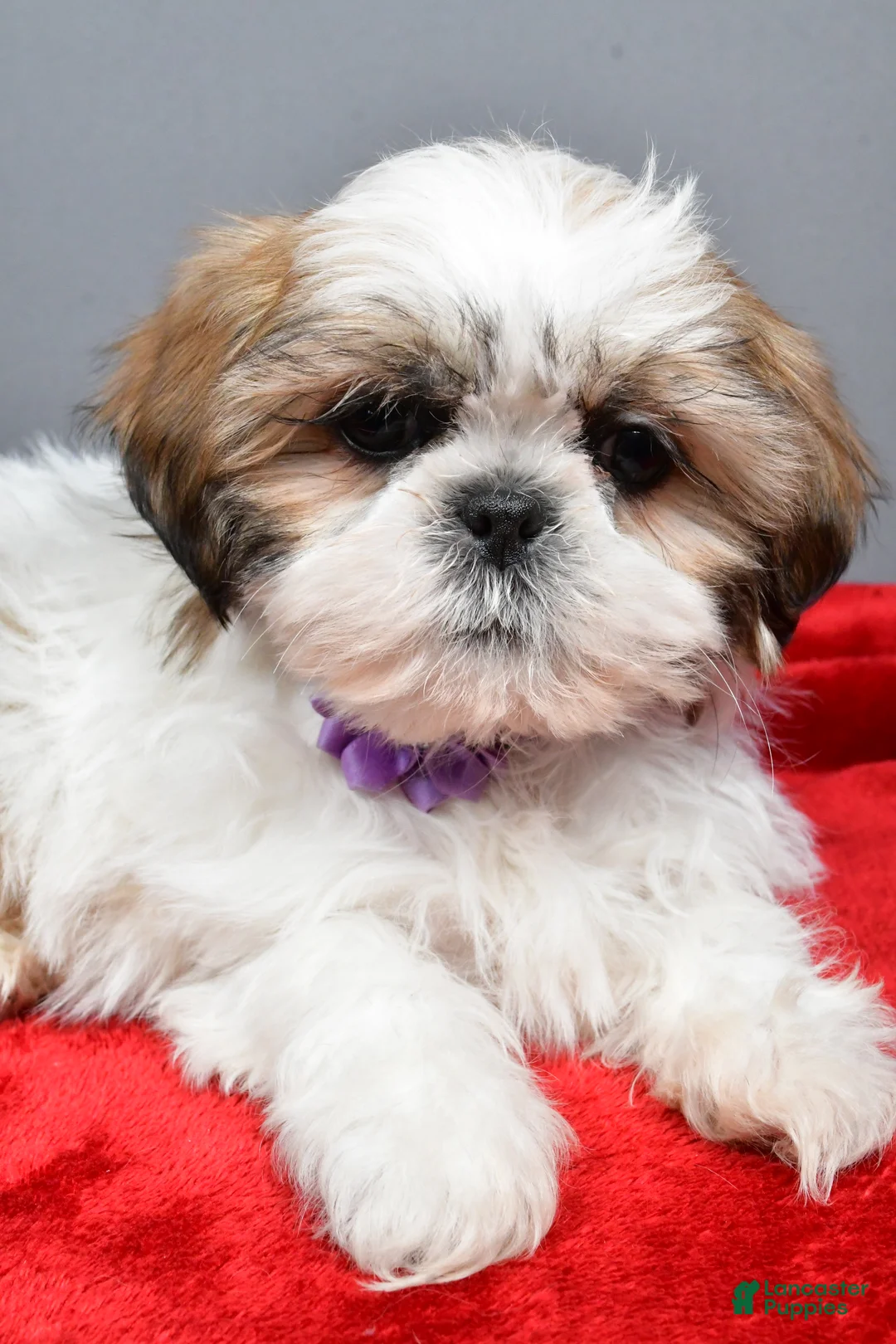 Shih Tzu dogs for sale: Isabella - Ad 3