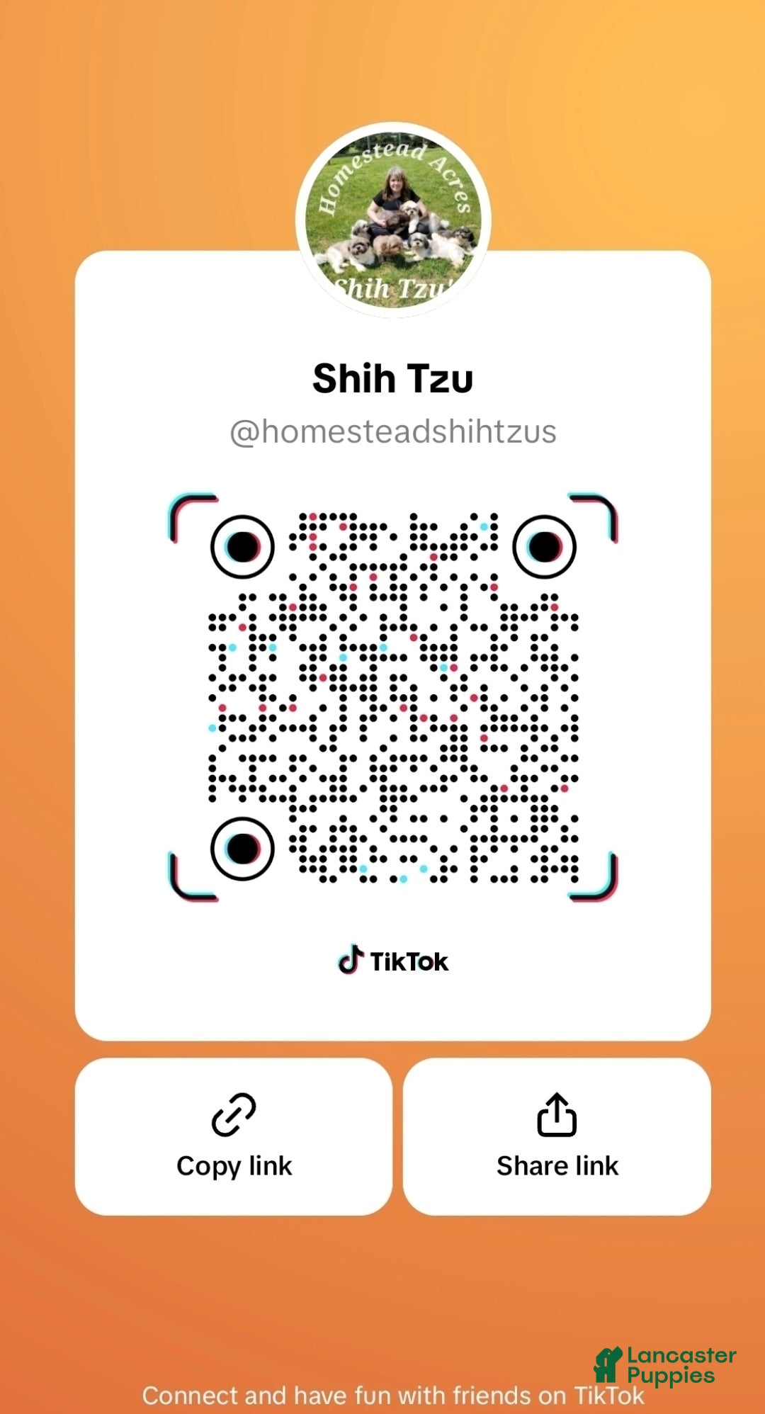 Chihuahua dogs for sale: Zeke - Ad 3