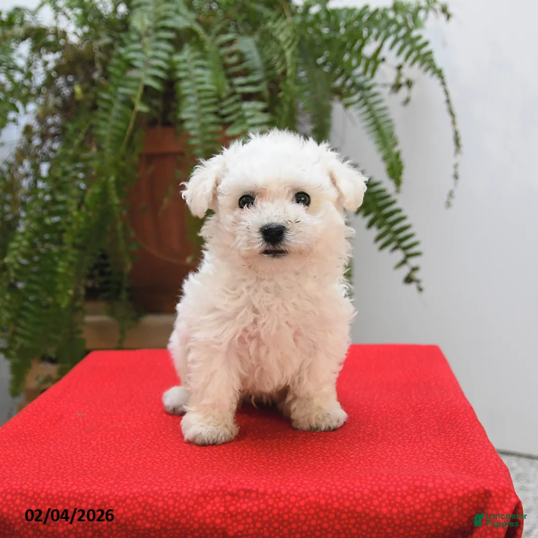 Bichon Frise dogs for sale: Finn - Ad 4