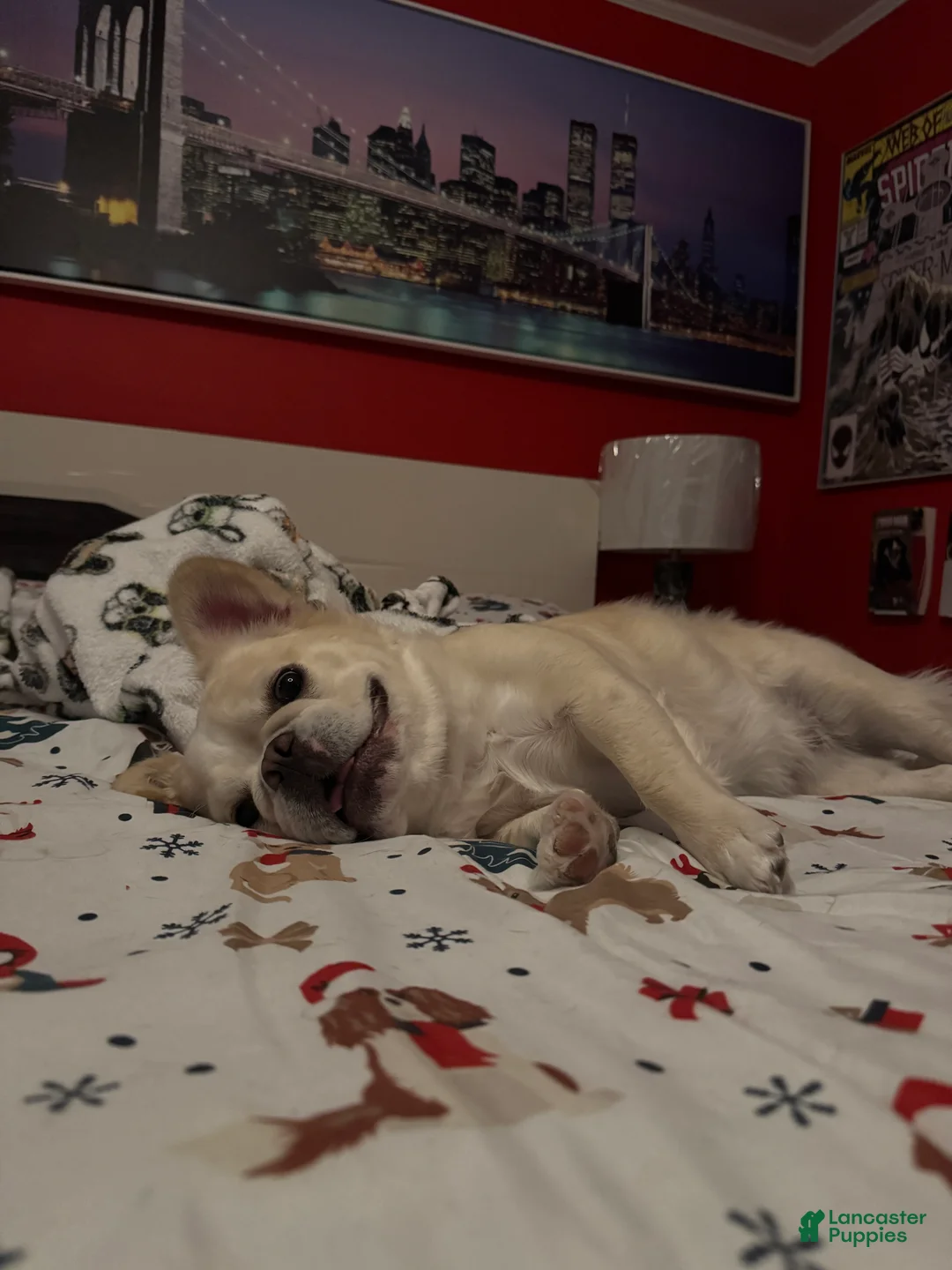 French Bulldog dogs for sale: French Bulldog Puppy 1 - Ad 2