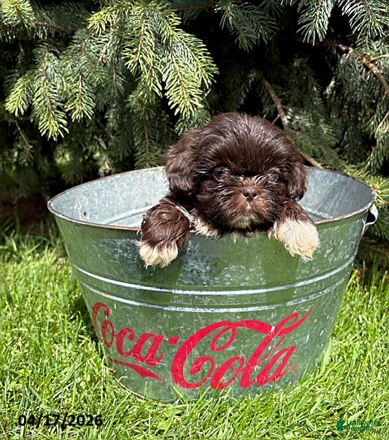 Shih Tzu dogs Teddy - Ad 2