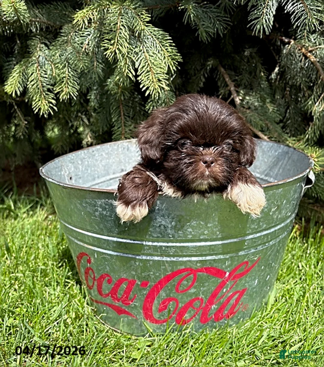 Shih Tzu dogs for sale: Teddy - Ad 2