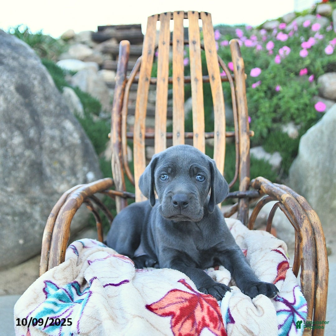 Weimaraner dogs for sale: Zeus - Ad 12