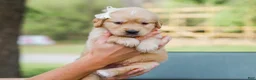 Golden Retriever dogs for sale: Arlo ACA Golden Retriever Pup - Ad 4