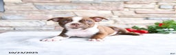 Boston Terrier dogs for sale: Emily - Ad 2