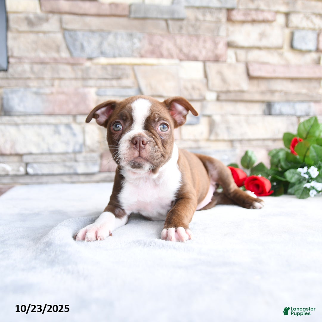 Boston Terrier dogs for sale: Emily - Ad 2