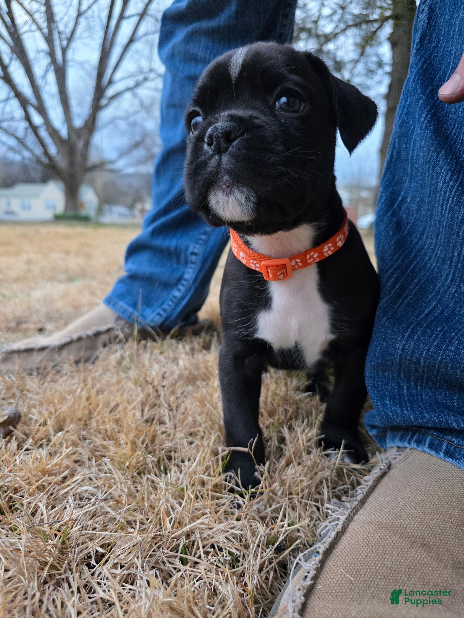 Boxer dogs Orange (last pup available) - Ad 2