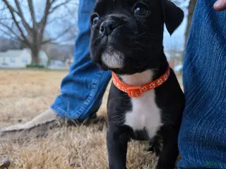 Boxer dogs Orange (last pup available) - Ad 2