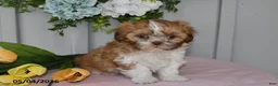 Shih Tzu dogs for sale: Daffadil - Ad 3