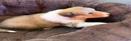 Collie dogs for sale: Jolene  - Ad 3