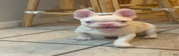 French Bulldog dogs for sale: Pinkey  - Ad 5