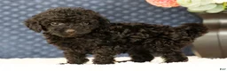Havapoo dogs for sale: Darla - Ad 4