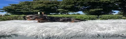Miniature Dachshund dogs for sale: Carly  - Ad 6