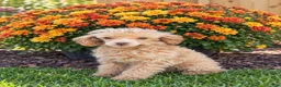 Toy Poodle dogs for sale: Sophie 3.8lbs - Ad 1