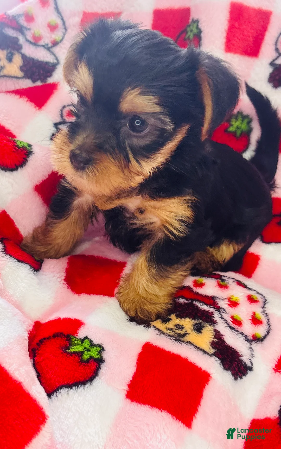 Yorkshire Terrier dogs for sale: Minka - Ad 2
